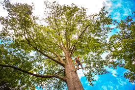 Best Lawn Pest Prevention  in Long Branch, VA