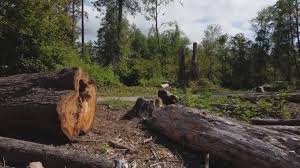 Best Lot and Land Clearing  in Long Branch, VA