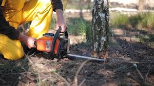 Best Lawn Renovation and Restoration  in Long Branch, VA