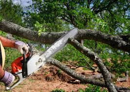 Best Tree and Shrub Care  in Long Branch, VA