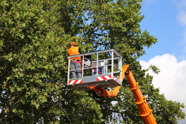 Best Hedge Trimming  in Long Branch, VA