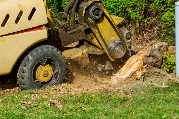 Best Tree Trimming and Pruning  in Long Branch, VA