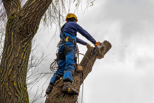 Best Tree Disease Treatment  in Long Branch, VA