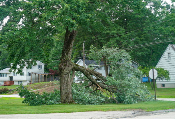 Best Firewood Processing and Delivery  in Long Branch, VA