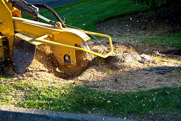 Best Tree Removal  in Long Branch, VA
