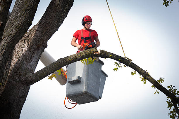 Best Root Management and Removal  in Long Branch, VA
