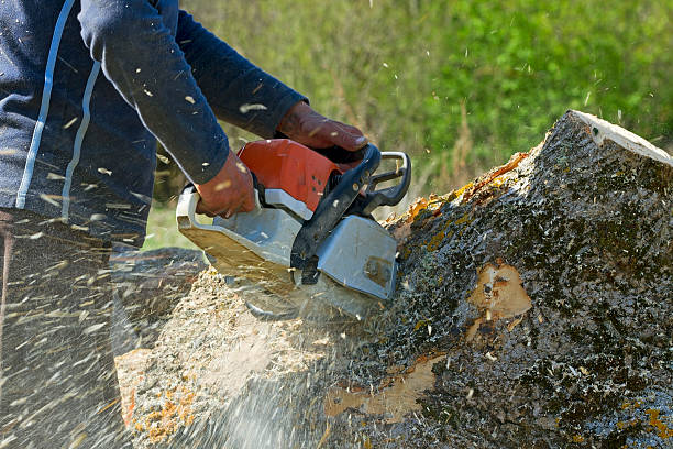 How Our Tree Care Process Works  in  Long Branch, VA
