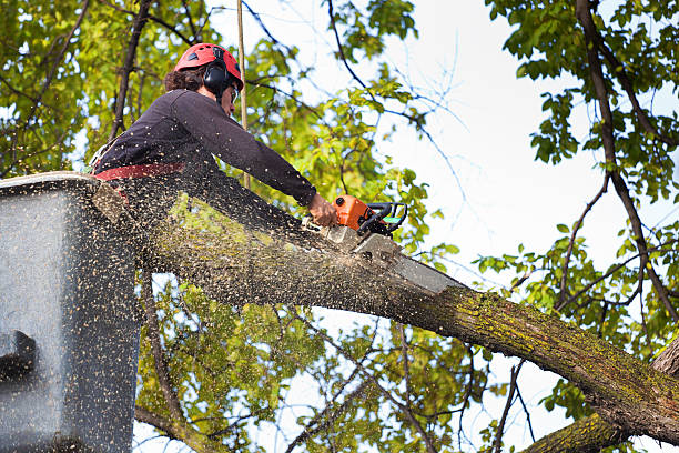 Professional Tree Services in Long Branch, VA